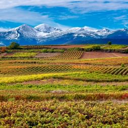 Bunte Weinbergreihen in La Rioja mit schneebedeckter San Lorenzo Bergkette unter blauem Himmel mit weißen Wolken.