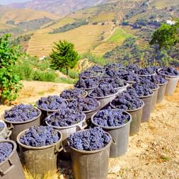 Eimer gefüllt mit frisch geernteten roten Trauben im Douro-Tal. Terrassierte Weinberge und sanfte Hügel im Hintergrund sichtbar.
