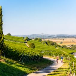 Zwei Radfahrer fahren durch grüne Weinberge bei Müllheim im Breisgau. Sanfte Hügel und Ackerland unter blauem Himmel sichtbar.