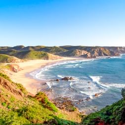 Praia do Amado Strand in Portugal mit goldenem Sand, türkisfarbenen Wellen, Felsklippen und grüner Vegetation unter blauem Himmel.