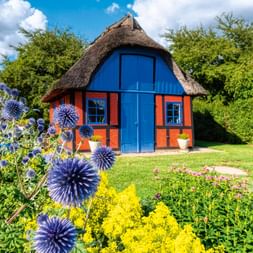Reetgedecktes Gartenhaus mit blauer Tür und oranger Fachwerkkonstruktion am Hindsgavl Slot in Middelfart, umgeben von lila Kugeldisteln.