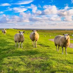 Schafe grasen auf grünem Deich bei Dagebüll mit Küstenmarschland und blauem Himmel. Drei Schafe stehen im Vordergrund auf grasbewachsenem Hang.