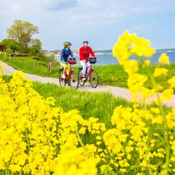 Zwei Radfahrer auf einem Küstenweg bei Travemünde mit gelben Rapsblüten im Vordergrund und blauer Ostsee im Hintergrund.