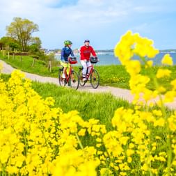 Zwei Radfahrer auf einem Küstenweg am Brodtener Steilufer bei Travemünde. Gelbe Rapsblüten rahmen die Szene mit der Ostsee im Hintergrund.