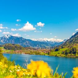 Großer Alpsee im Allgäu mit gelben Wildblumen im Vordergrund, Dorf am Ufer und schneebedeckten Alpen unter blauem Himmel.