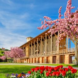 Bad Dürkheimer Saline mit Holzarchitektur, umgeben von rosa Kirschblüten und roten Tulpen im Vordergrund, grüner Rasen und blauer Himmel.