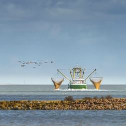 Grün-weißer Krabbenkutter mit ausgefahrenen Netzen im Wattenmeer der Nordsee. Vögel fliegen über dem Boot, felsige Küste im Vordergrund.