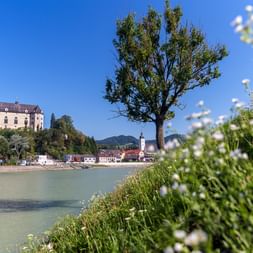 Schloss Greinburg auf einem Hügel mit Blick auf die Donau in Grein, mit weißen Wildblumen im Vordergrund und einem Kirchturm in der Stadt.