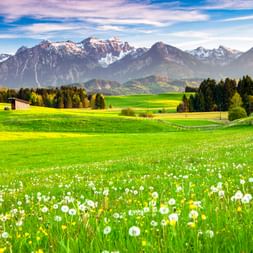 Grüne Wiese mit Löwenzahn in Hopferau, Allgäu. Sanfte Hügel, Wälder und schneebedeckte Alpengipfel unter blauem Himmel mit Wolken.