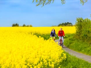 Zwei Radfahrer auf einem asphaltierten Weg zwischen leuchtend gelben Rapsfeldern unter blauem Himmel bei Travemünde, Brodtner Steilküste.