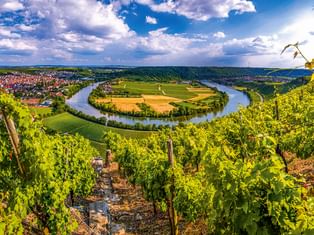 Weinbergreihen im Vordergrund mit Blick auf die Neckarschleife bei Mundelsheim. Stadt und Felder in der Flussbiegung unter blauem Himmel.