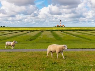 Leuchtturm Westerhever mit rot-weißen Streifen und zwei Gebäuden in Nordfriesland. Zwei Schafe grasen auf grünen Wiesen im Vordergrund.