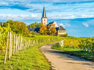 Kirche mit spitzem Turm in Hochheim umgeben von Weinbergen. Ein gepflasterter Weg führt durch grüne Weinreihen zur Kirche unter blauem Himmel.