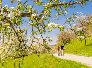 Zwei Radfahrer auf einem Weg durch grüne Wiesen mit blühenden Obstbäumen. Weiße Blüten rahmen die Szene unter klarem blauen Frühlingshimmel.