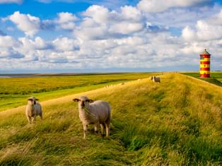 Rot-gelb gestreifter Pilsum Leuchtturm auf einem Deich am Nordsee-Radweg. Schafe grasen auf grünem Gras unter blauem Himmel mit weißen Wolken.