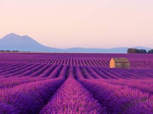 Reihen von blühendem lila Lavendel erstrecken sich über Felder in der Provence mit einem Steinhaus und Bergen unter rosa Abendhimmel.