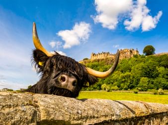 Schwarzes Hochlandrind mit langen Hörnern hinter Steinmauer, Stirling Castle auf grünem Hügel unter blauem Himmel mit weißen Wolken.