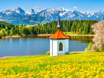 Weiße Kapelle mit rotem Dach auf gelber Blumenwiese am See im Allgäu bei Füssen. Schneebedeckte Alpengipfel und Wälder im Hintergrund unter blauem Himmel.