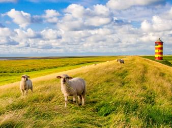 Schafe grasen auf einem grasbewachsenen Deich in Ostfriesland mit einem rot-gelb gestreiften Leuchtturm im Hintergrund unter blauem Himmel mit weißen Wolken.
