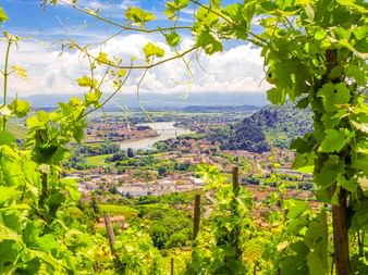 Blick auf Tournon-sur-Rhône und die Rhône durch grüne Weinblätter. Die Stadt im Tal erstreckt sich unten mit Bergen in der Ferne.