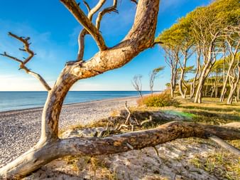 Verwitterter Baum am Sandstrand des Weststrands, Halbinsel Fischland-Darß-Zingst. Windgeformter Küstenwald und Ostsee unter blauem Himmel.
