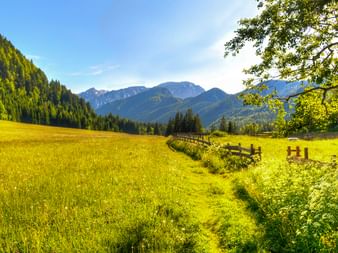 Sonniger Wiesenweg mit Holzzaun durch gelb-grünes Grasland bei Ferlach. Bewaldete Berge erheben sich im Hintergrund unter blauem Himmel.