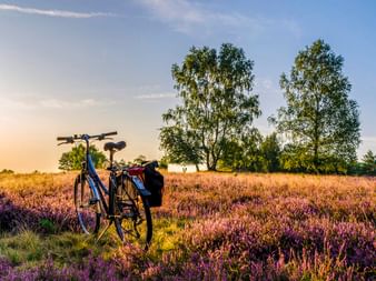 Blaues Tourenrad mit Packtaschen in lila blühendem Heidefeld in der Lüneburger Heide. Birken und blauer Himmel im Hintergrund.