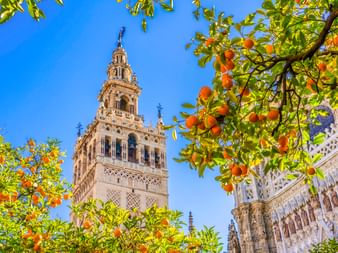 Der Glockenturm Giralda der Kathedrale von Sevilla, eingerahmt von Orangenbäumen mit reifen Früchten vor blauem Himmel.