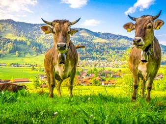 Zwei braune Kühe mit Kuhglocken stehen auf einer grünen Wiese im Allgäu. Alpendorf und bewaldete Berge im Hintergrund sichtbar.
