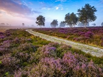 Sandiger Weg durch Dunwich Heath mit blühendem lila Heidekraut. Vereinzelte Bäume stehen im Morgennebel unter pastellfarbenem Himmel.
