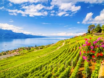 Terrassierte Weinberge bei La Tour-de-Peilz mit Blick auf den Genfer See. Rosa Blumen im Vordergrund, blauer See und Berge unter sonnigem Himmel.