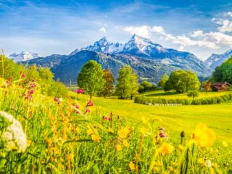 Bunte Blumenwiese mit rosa und gelben Wildblumen in Bayern. Grüne Felder, Bäume und schneebedeckte Alpenberge unter blauem Himmel.