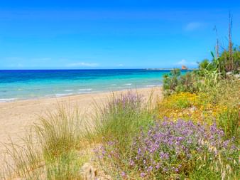 Sandstrand mit lila und gelben Wildblumen im Vordergrund, türkisfarbenem Meer und blauem Himmel. Küstenvegetation mit Gräsern bei Ugento.