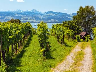 Schotterweg durch grüne Weinbergreihen mit Bodensee und schneebedeckten Alpen im Hintergrund. Kleine Hütte zwischen Reben unter blauem Himmel.