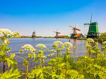 Historische Windmühlen in Zaanse Schans entlang eines Wasserlaufs mit weißen Blütenpflanzen im Vordergrund unter blauem Himmel.