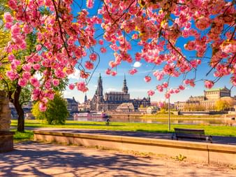 Rosa Kirschblüten rahmen Dresdens historische Skyline entlang der Elbe mit Domtürmen und barocken Gebäuden unter blauem Himmel.