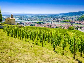 Weinberg am Hang mit Steinkapelle und Zypresse mit Blick auf die Stadt L'Hermitage im Rhônetal unter blauem Himmel.