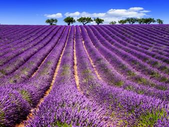 Reihen von blühendem violettem Lavendel erstrecken sich über Felder in der Provence mit Bäumen am Horizont unter blauem Himmel mit weißen Wolken.