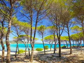 Pine trees with green canopies line a sandy beach along the turquoise Atlantic coast under a clear blue sky in France.