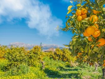 Orangenbaum mit reifen Früchten in Valencia-Plantage. Reihen von Zitrusbäumen erstrecken sich über grüne Felder mit Bergen im Hintergrund.