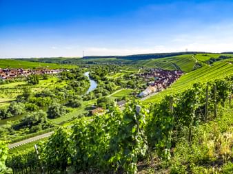 Weinbergreihen im Vordergrund mit Blick auf das Dorf Volkach und den gewundenen Main durch das Mainschleife-Tal unter blauem Himmel.