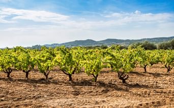 Reihen grüner Rebstöcke in einem Weinberg im Empordà mit brauner Erde. Hügel und blauer Himmel mit Wolken im Hintergrund.