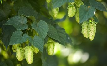 Grüne Hopfendolden hängen an Reben mit gezackten Blättern in Tettnang. Die reifen Hopfenblüten sind erntereif im Sonnenlicht.