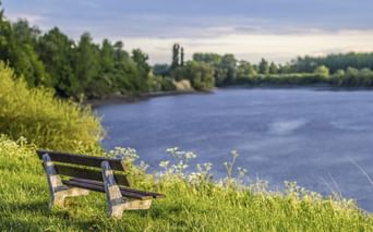 Holzbank auf grasbewachsenem Flussufer mit weißen Wildblumen mit Blick auf einen breiten Fluss in Dendermonde. Grüne Bäume säumen beide Ufer.