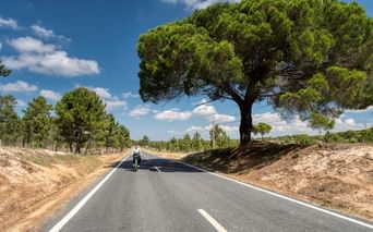 Radfahrer auf gerader Asphaltstraße unter blauem Himmel. Große mediterrane Pinie steht neben der Straße, umgeben von Pinienwald.