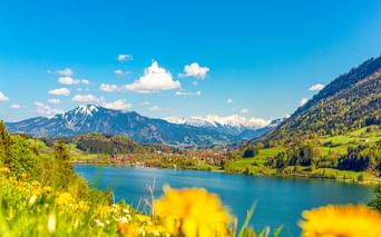Großer Alpsee mit gelben Wildblumen im Vordergrund, umgeben von grünen Hügeln und schneebedeckten Alpengipfeln unter blauem Himmel.