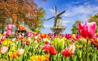 Traditionelle holländische Windmühle umgeben von buntem Tulpenfeld mit rosa, roten, gelben und orangen Blüten unter blauem Himmel.