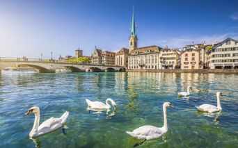 Weiße Schwäne schwimmen in der klaren Limmat mit Zürcher Altstadt, historischer Brücke und Kirchturm im Hintergrund unter blauem Himmel.