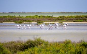 Gruppe rosa Flamingos bei der Nahrungssuche im flachen Wasser der Camargue, umgeben von grüner Vegetation und Marschland unter blauem Himmel.