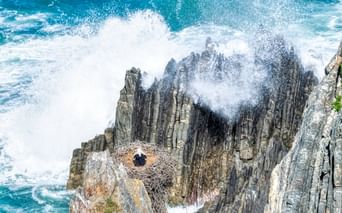 Luftaufnahme eines Storchennests auf dramatischen zerklüfteten Felsformationen am Cabo Sardão. Wellen brechen an den Klippen und erzeugen weißen Schaum.